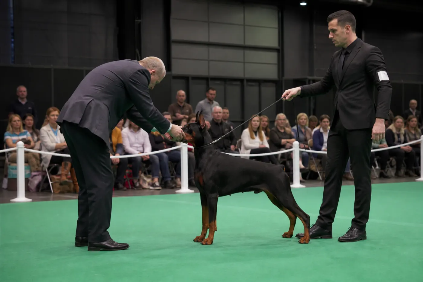 CACIB-sfeer in een Nederlandse keuringsring met handler in het zwart en gestackte dobermann voor de keurmeester