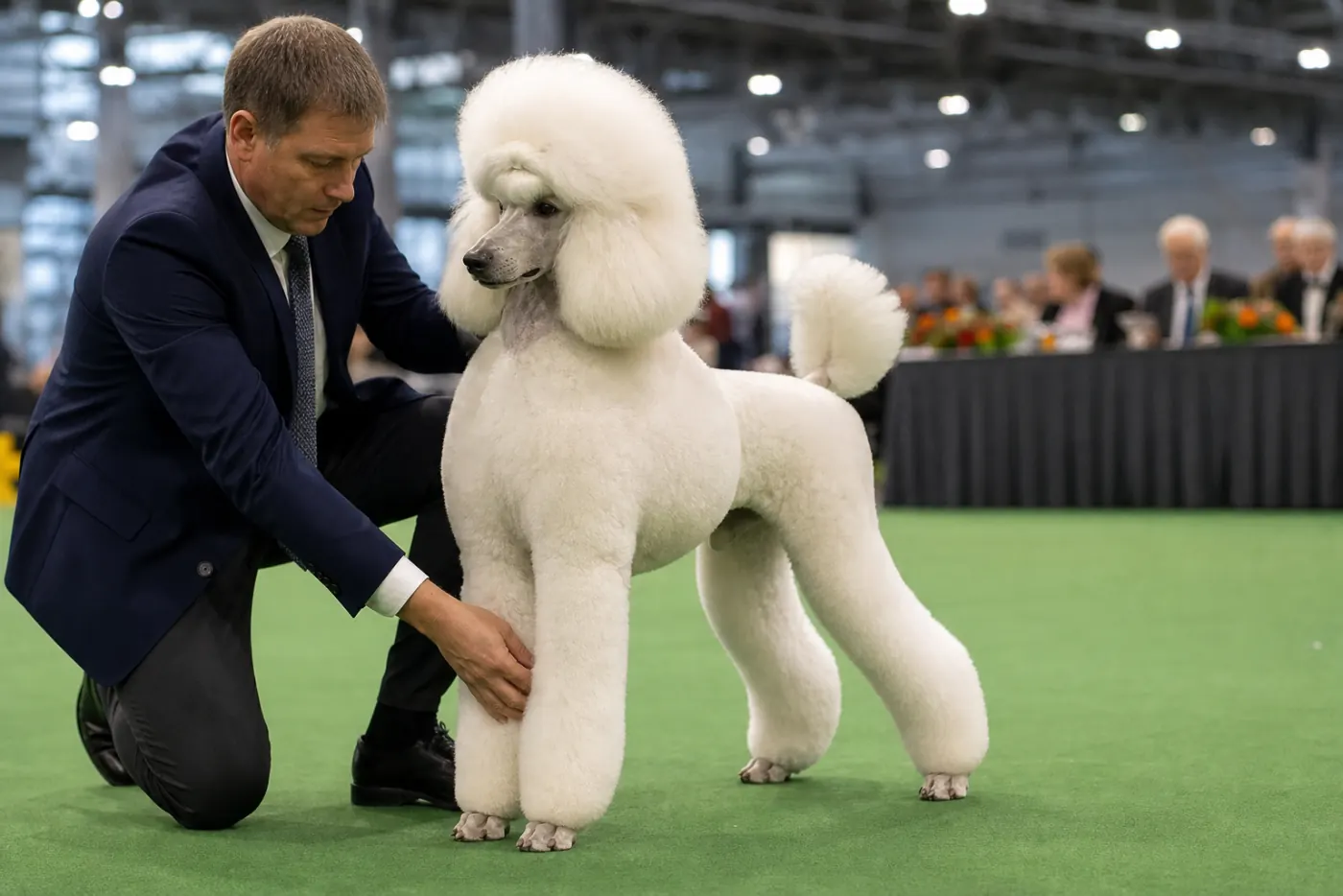 Handler in marineblauw colbert stacked een witte poedel op groene ringmat tijdens les in Amsterdam