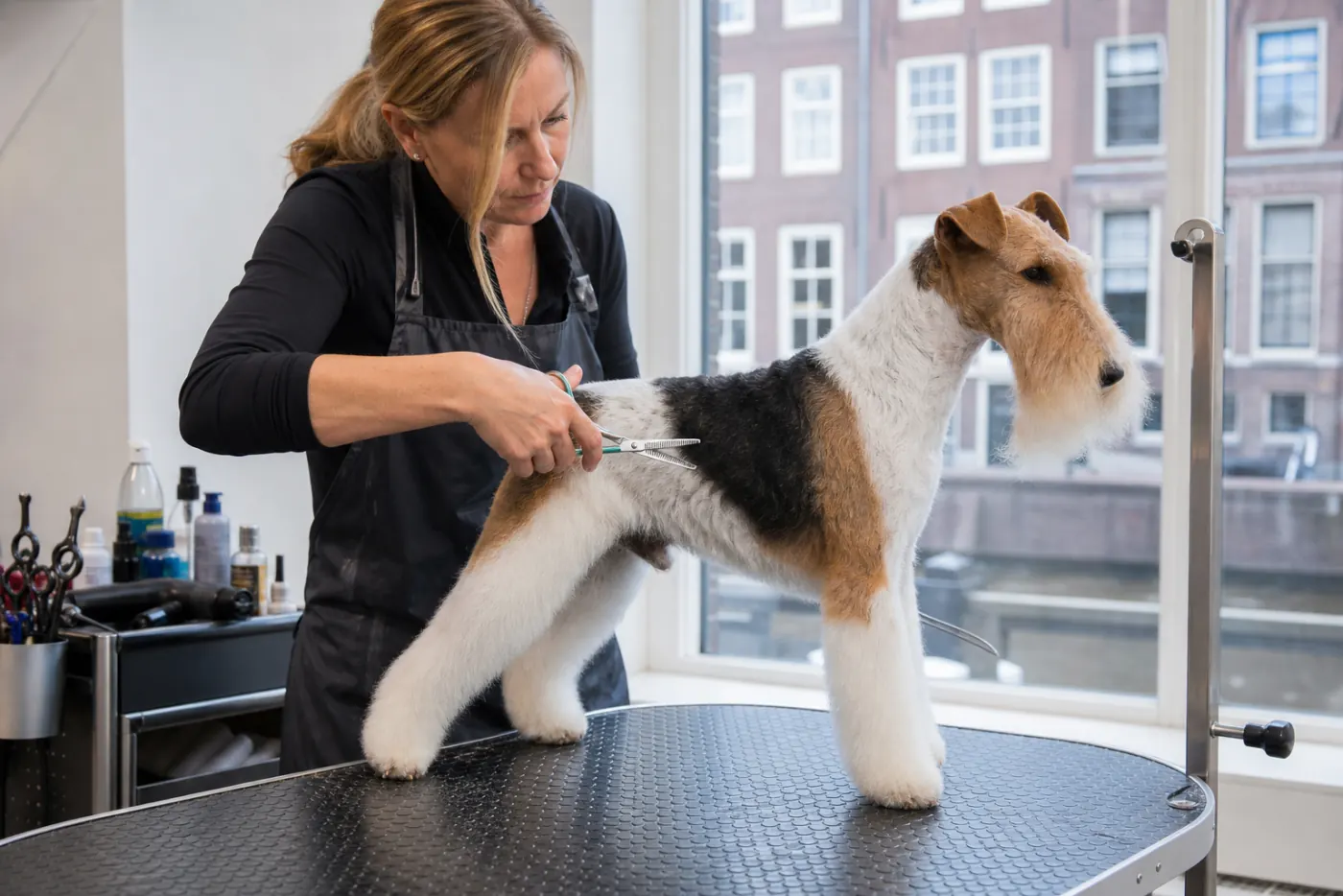 Hondentrimster in Amsterdamse salon handtrimt een foxterriër op hydraulische tafel bij raamlicht