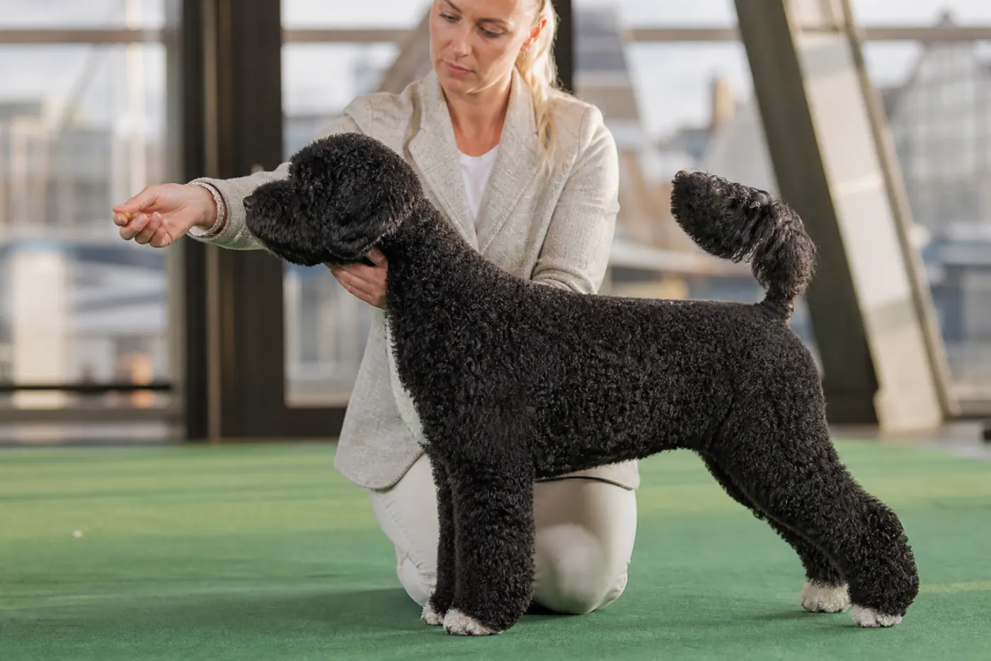 Handler bait een alert gestackte waterhond op groene ringmat in de Amsterdamse showacademie